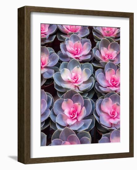 China, Hong Kong. A variety of sedum on display at a flower market.-Julie Eggers-Framed Photographic Print