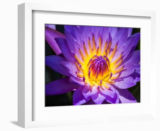 China, Hong Kong. Closeup of a purple dahlia at a flower market.-Julie Eggers-Framed Photographic Print