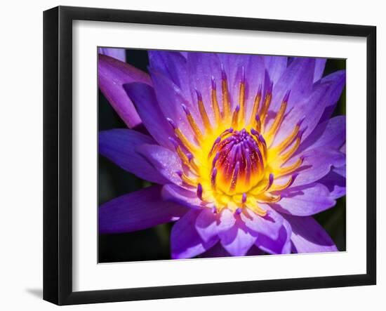 China, Hong Kong. Closeup of a purple dahlia at a flower market.-Julie Eggers-Framed Photographic Print