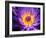 China, Hong Kong. Closeup of a purple dahlia at a flower market.-Julie Eggers-Framed Photographic Print