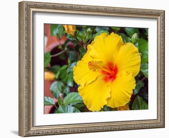 China, Hong Kong. Closeup of a yellow hibiscus at a flower market.-Julie Eggers-Framed Photographic Print