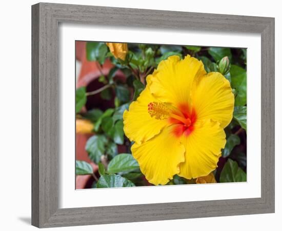 China, Hong Kong. Closeup of a yellow hibiscus at a flower market.-Julie Eggers-Framed Photographic Print