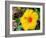 China, Hong Kong. Closeup of a yellow hibiscus at a flower market.-Julie Eggers-Framed Photographic Print