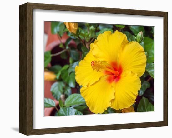 China, Hong Kong. Closeup of a yellow hibiscus at a flower market.-Julie Eggers-Framed Photographic Print