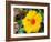 China, Hong Kong. Closeup of a yellow hibiscus at a flower market.-Julie Eggers-Framed Photographic Print