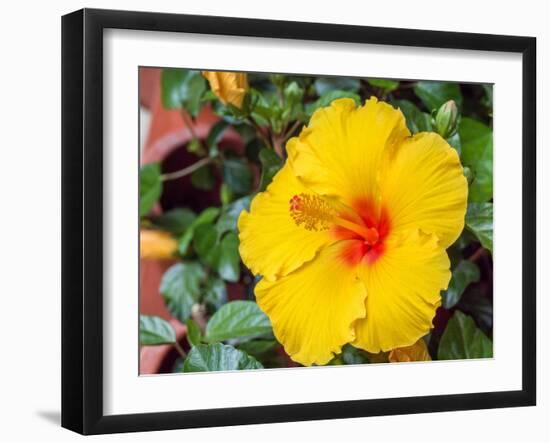 China, Hong Kong. Closeup of a yellow hibiscus at a flower market.-Julie Eggers-Framed Photographic Print