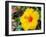 China, Hong Kong. Closeup of a yellow hibiscus at a flower market.-Julie Eggers-Framed Photographic Print