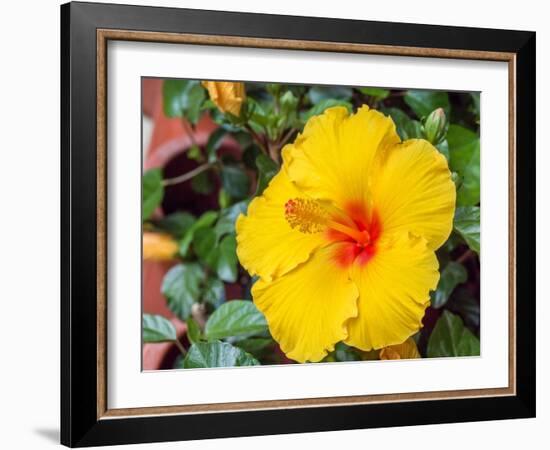 China, Hong Kong. Closeup of a yellow hibiscus at a flower market.-Julie Eggers-Framed Photographic Print