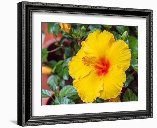 China, Hong Kong. Closeup of a yellow hibiscus at a flower market.-Julie Eggers-Framed Photographic Print