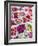 China, Hong Kong. Flower market.-Julie Eggers-Framed Photographic Print