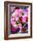 China, Hong Kong. Flower market.-Julie Eggers-Framed Photographic Print