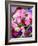 China, Hong Kong. Flower market.-Julie Eggers-Framed Photographic Print