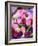 China, Hong Kong. Flower market.-Julie Eggers-Framed Photographic Print