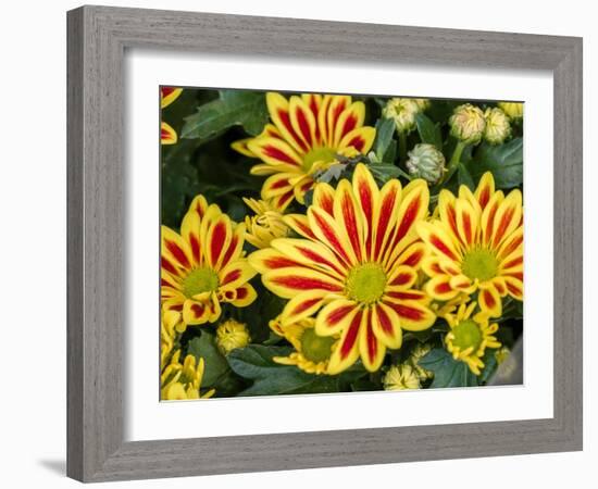 China, Hong Kong. Flower market.-Julie Eggers-Framed Photographic Print