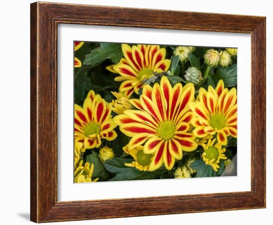 China, Hong Kong. Flower market.-Julie Eggers-Framed Photographic Print