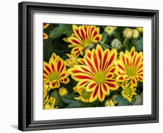 China, Hong Kong. Flower market.-Julie Eggers-Framed Photographic Print