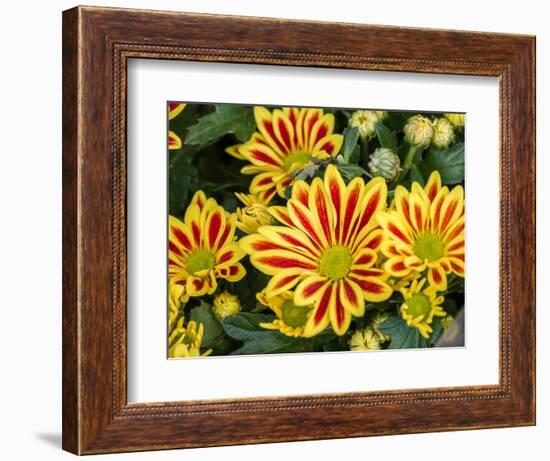 China, Hong Kong. Flower market.-Julie Eggers-Framed Photographic Print