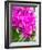 China, Hong Kong. Orchids on display at a flower market.-Julie Eggers-Framed Photographic Print