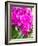 China, Hong Kong. Orchids on display at a flower market.-Julie Eggers-Framed Photographic Print