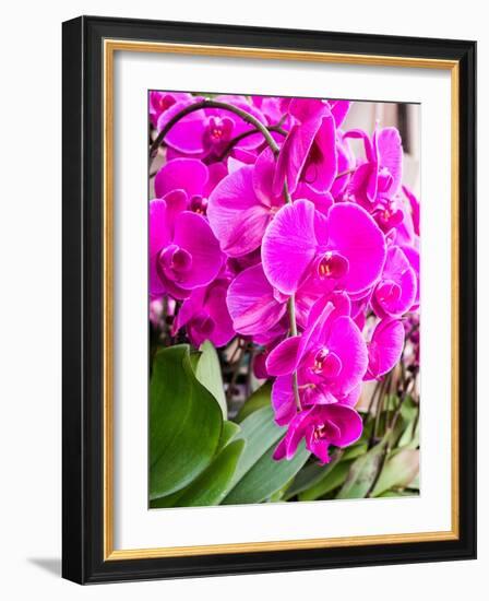 China, Hong Kong. Orchids on display at a flower market.-Julie Eggers-Framed Photographic Print