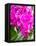 China, Hong Kong. Orchids on display at a flower market.-Julie Eggers-Framed Premier Image Canvas