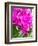 China, Hong Kong. Orchids on display at a flower market.-Julie Eggers-Framed Photographic Print