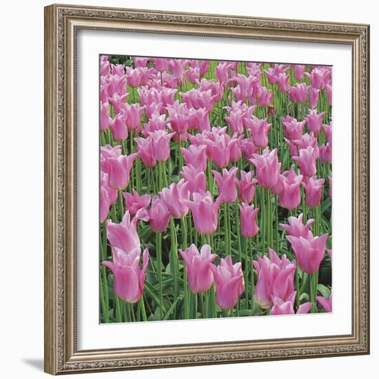 China Pink-Bent Rej-Framed Giclee Print