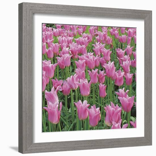 China Pink-Bent Rej-Framed Giclee Print