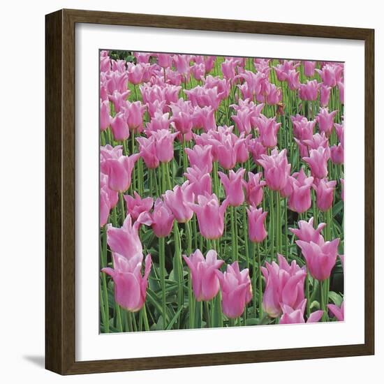 China Pink-Bent Rej-Framed Giclee Print