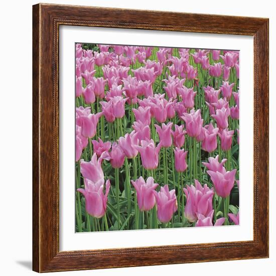 China Pink-Bent Rej-Framed Giclee Print