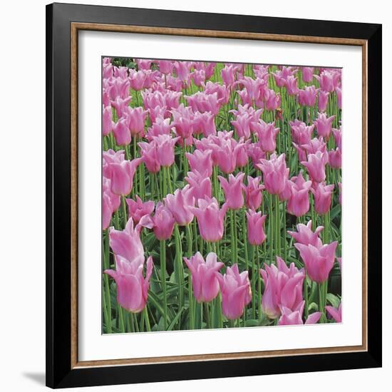 China Pink-Bent Rej-Framed Giclee Print