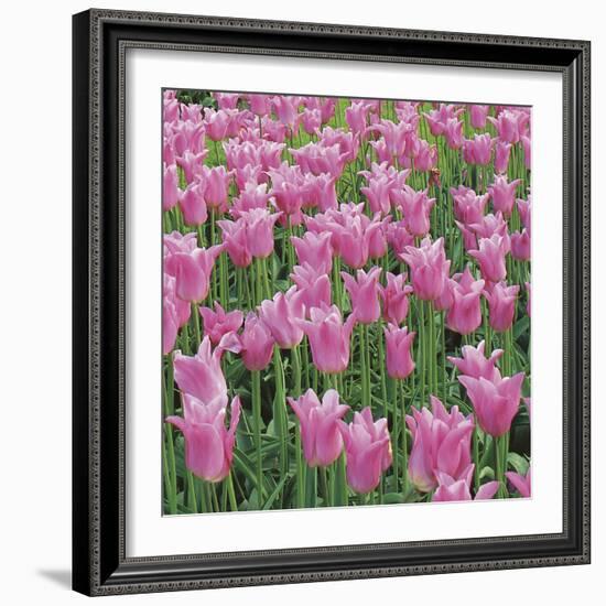 China Pink-Bent Rej-Framed Giclee Print