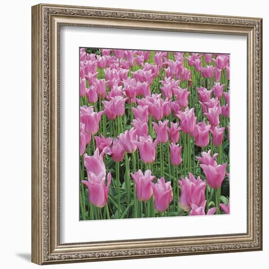 China Pink-Bent Rej-Framed Giclee Print