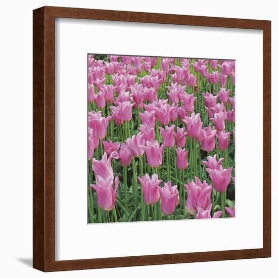 China Pink-Bent Rej-Framed Giclee Print