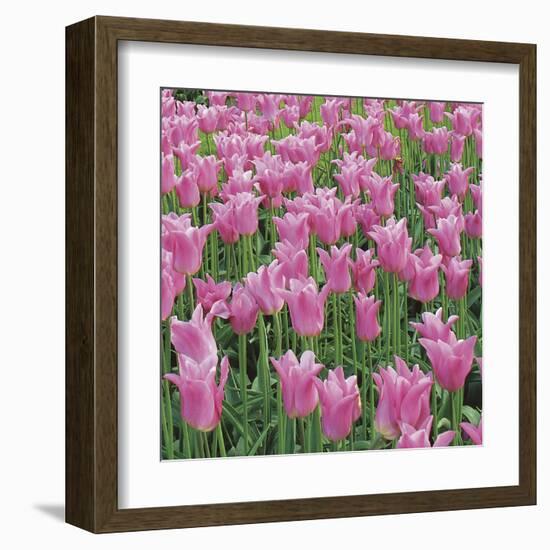 China Pink-Bent Rej-Framed Giclee Print