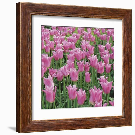 China Pink-Bent Rej-Framed Giclee Print