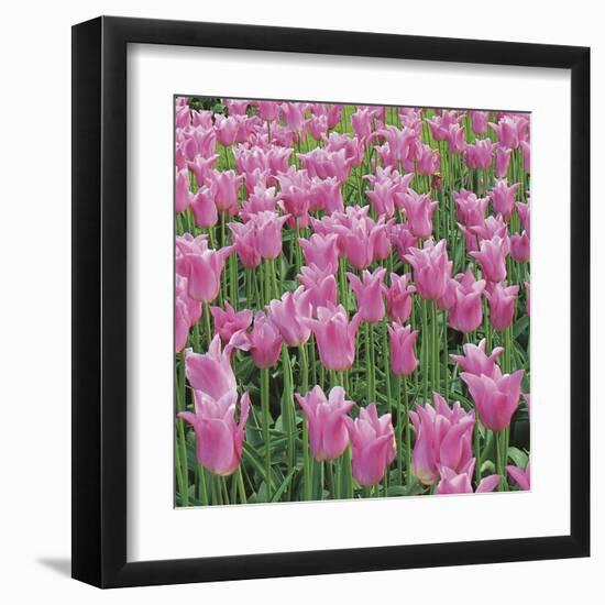 China Pink-Bent Rej-Framed Giclee Print