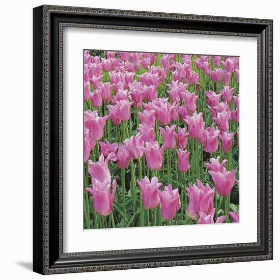 China Pink-Bent Rej-Framed Giclee Print