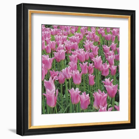 China Pink-Bent Rej-Framed Giclee Print