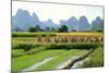 China, Rice Fields at the Yulong River, Landscape, Karst Mountains-Catharina Lux-Mounted Photographic Print