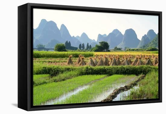 China, Rice Fields at the Yulong River, Landscape, Karst Mountains-Catharina Lux-Framed Premier Image Canvas