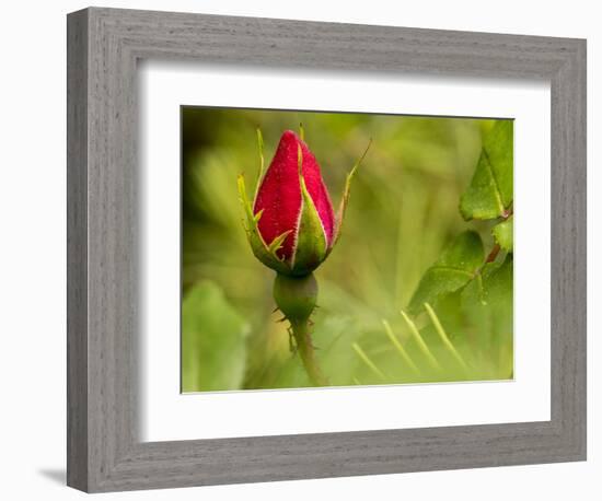 China Rose, garden rose-Michael Scheufler-Framed Photographic Print