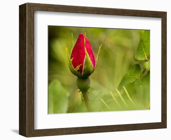 China Rose, garden rose-Michael Scheufler-Framed Photographic Print