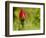 China Rose, garden rose-Michael Scheufler-Framed Photographic Print