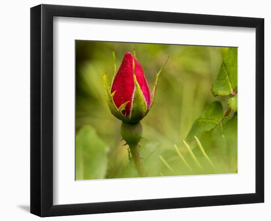 China Rose, garden rose-Michael Scheufler-Framed Photographic Print