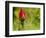 China Rose, garden rose-Michael Scheufler-Framed Photographic Print