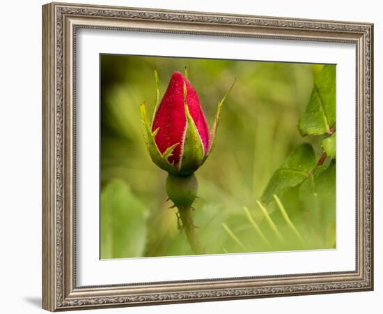China Rose, garden rose-Michael Scheufler-Framed Photographic Print