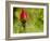 China Rose, garden rose-Michael Scheufler-Framed Photographic Print