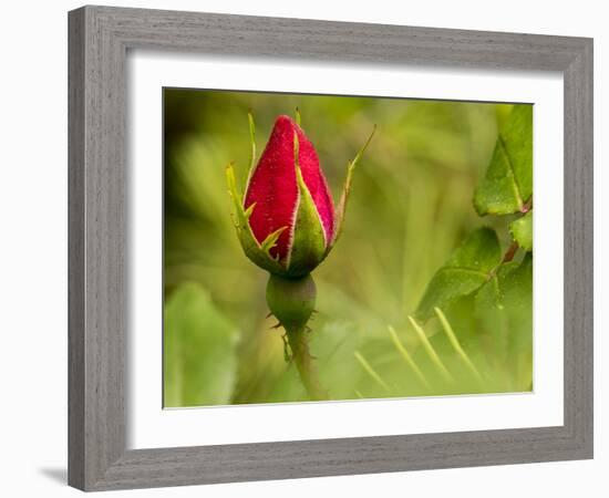 China Rose, garden rose-Michael Scheufler-Framed Photographic Print