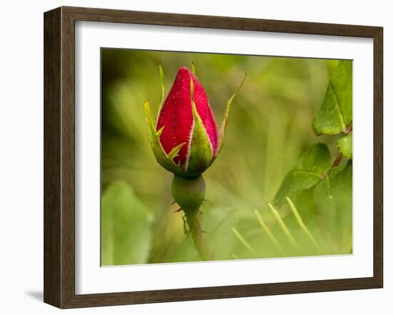 China Rose, garden rose-Michael Scheufler-Framed Photographic Print